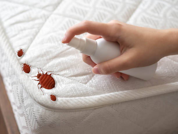 Best Bed Bug Extermination  in Cambridge, MN