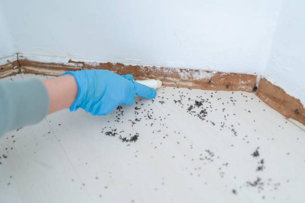 Best Termite Control Services  in Cambridge, MN